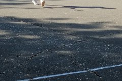 Az Európai Diáksport Napja 2019_0906