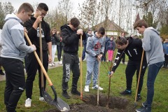 cseresznyefa-ültetés